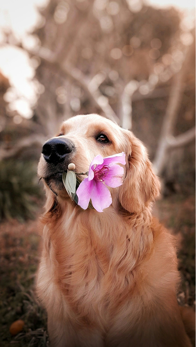 Trained Dog